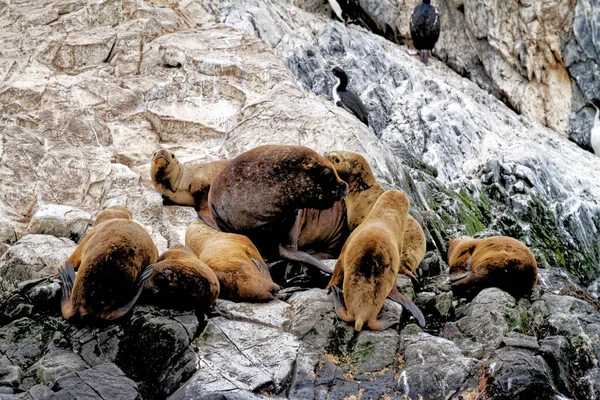 Gruppo Leoni Marini Sulla Rocky Isla Los Lobos Islan Nel — Foto Stock