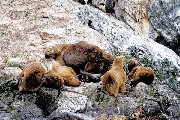 Gruppo Leoni Marini Sulla Rocky Isla Los Lobos Islan Nel — Foto Stock