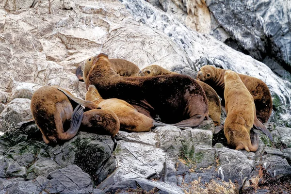 Gruppo Leoni Marini Sulla Rocky Isla Los Lobos Islan Nel — Foto Stock