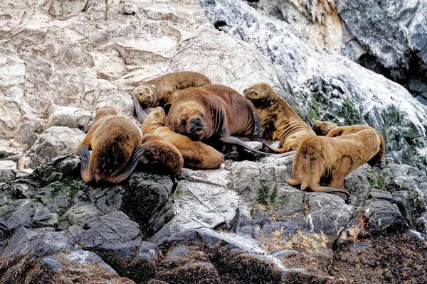 Gruppo Leoni Marini Sulla Rocky Isla Los Lobos Islan Nel — Foto Stock