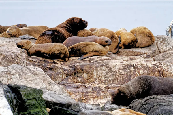 Grupo Leões Marinhos Rocky Isla Los Lobos Islan Canal Beagle — Fotografia de Stock