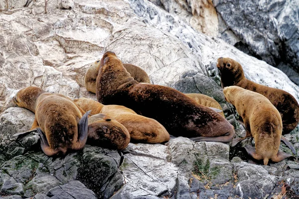 Grupa Lwów Morskich Rocky Isla Los Lobos Islan Beagle Channel — Zdjęcie stockowe