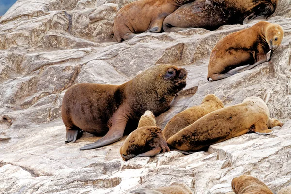 Grupa Lwów Morskich Rocky Isla Los Lobos Islan Beagle Channel — Zdjęcie stockowe