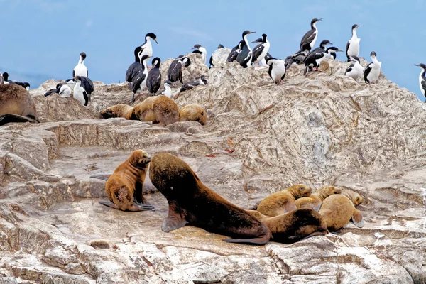 Cormorants Group Sea Lions Rocky Isla Los Lobos Islan Beagle — Fotografia de Stock