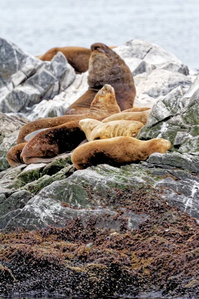Grupa Lwów Morskich Rocky Isla Los Lobos Islan Beagle Channel — Zdjęcie stockowe