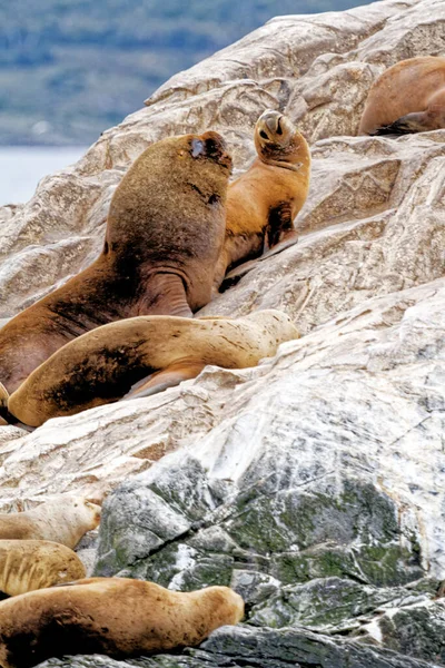 Skupina Lachtanů Rocky Isla Los Lobos Islan Beagle Channel Ushuaia — Stock fotografie