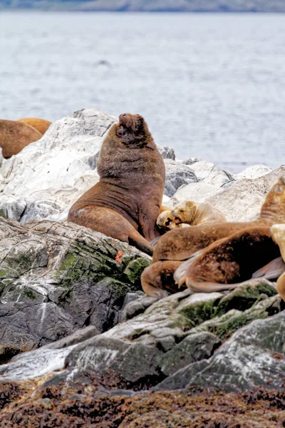 Grupa Lwów Morskich Rocky Isla Los Lobos Islan Beagle Channel — Zdjęcie stockowe