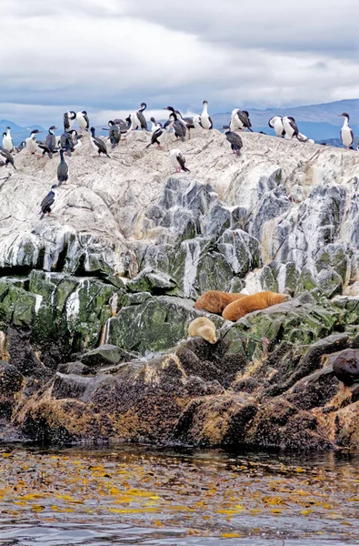 Cormorants Group Sea Lions Rocky Isla Los Lobos Islan Beagle — Fotografia de Stock