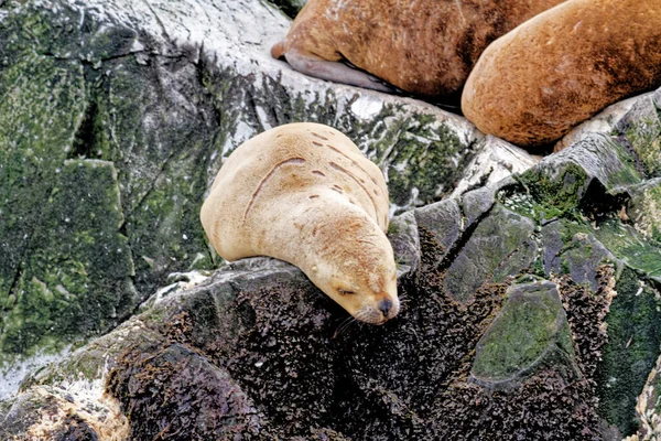 Gruppo Leoni Marini Sulla Rocky Isla Los Lobos Islan Nel — Foto Stock