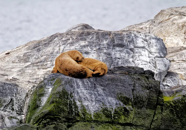 Gruppo Leoni Marini Sulla Rocky Isla Los Lobos Islan Nel — Foto Stock