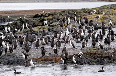 Beagle Channel, Ushuaia, Tierra del Fuego, Arjantin, Güney Amerika 'daki İmparatorluk Karabatakları Kolonisi (Leucocarbo atriceps)