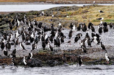 Beagle Channel, Ushuaia, Tierra del Fuego, Arjantin, Güney Amerika 'daki İmparatorluk Karabatakları Kolonisi (Leucocarbo atriceps)