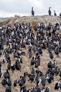 Beagle Channel, Ushuaia, Tierra del Fuego, Arjantin, Güney Amerika 'daki İmparatorluk Karabatakları Kolonisi (Leucocarbo atriceps)
