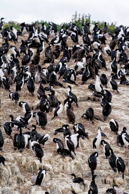 Beagle Channel, Ushuaia, Tierra del Fuego, Arjantin, Güney Amerika 'daki İmparatorluk Karabatakları Kolonisi (Leucocarbo atriceps)