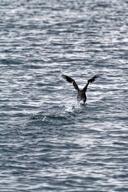 Beagle Kanalı 'nda karabatak uçuşu, Ushuaia, Tierra Del Fuego, Arjantin, Güney Amerika