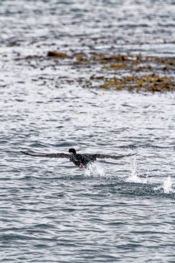 Beagle Kanalı 'nda karabatak uçuşu, Ushuaia, Tierra Del Fuego, Arjantin, Güney Amerika