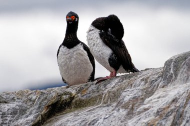 Beagle Channel, Ushuaia, Tierra del Fuego, Arjantin, Güney Amerika 'daki İmparatorluk Karabatakları Kolonisi (Leucocarbo atriceps)
