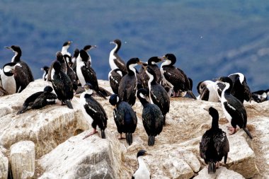 Beagle Channel, Ushuaia, Tierra del Fuego, Arjantin, Güney Amerika 'daki İmparatorluk Karabatakları Kolonisi (Leucocarbo atriceps)