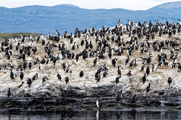 Colony Imperial Cormorants Leucocarbo Atriceps Beagle Channel Ushuaia Tierra Del — Stock fotografie