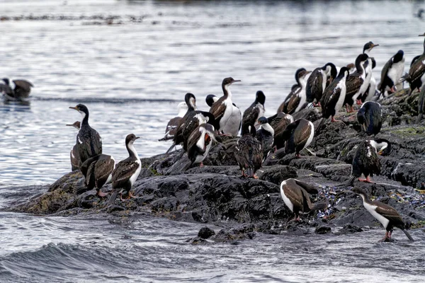 Beagle Channel Ushuaia Tierra Del Fuego Argentina South America等地的帝国珊瑚 Leucocarbo — 图库照片