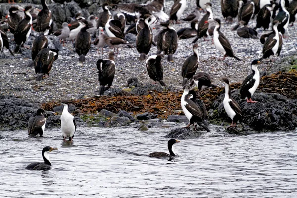 Colonie Cormorans Impériaux Leucocarbo Atriceps Dans Chenal Beagle Ushuaia Terre — Photo