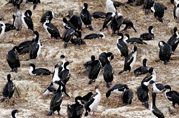 Colony Imperial Cormorants Leucocarbo Atriceps Beagle Channel Ushuaia Tierra Del — стокове фото