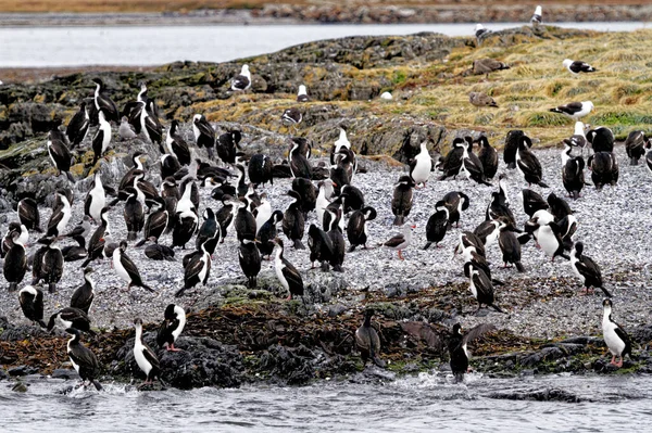 Kolonie Keizerlijke Aalscholvers Leucocarbo Atriceps Het Beagle Channel Ushuaia Tierra — Stockfoto