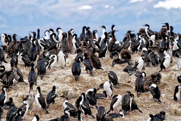 Kolonia Kormoranów Cesarskich Leucocarbo Atriceps Kanale Beagle Ushuaia Tierra Del — Zdjęcie stockowe