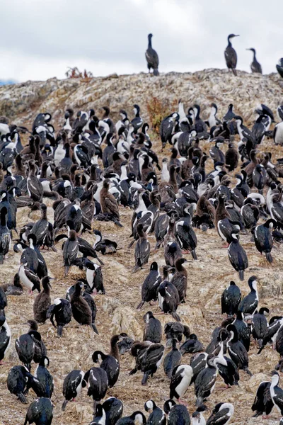 Kolonin Kejserliga Skarvar Leucocarbo Atriceps Beagle Channel Ushuaia Tierra Del — Stockfoto