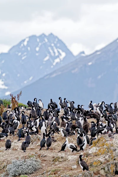 Kolonie Imperialer Kormorane Leucocarbo Atriceps Beagle Kanal Ushuaia Feuerland Argentinien — Stockfoto