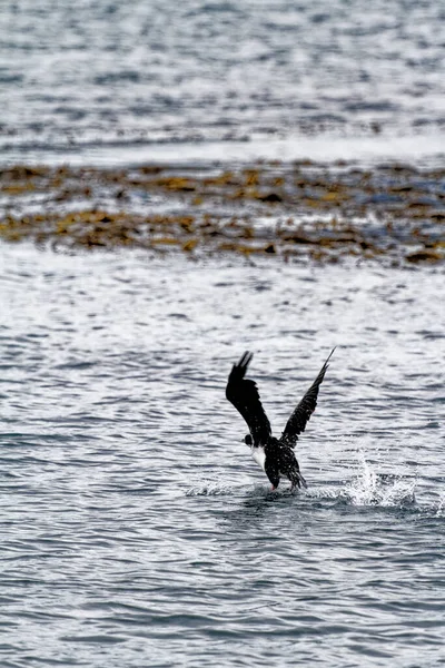 Cormorán Volando Canal Beagle Ushuaia Tierra Del Fuego Argentina Sudamérica —  Fotos de Stock