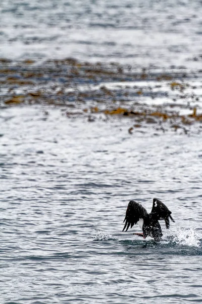 Kormorán Letící Beagle Channel Ushuaia Tierra Del Fuego Argentina Jižní — Stock fotografie