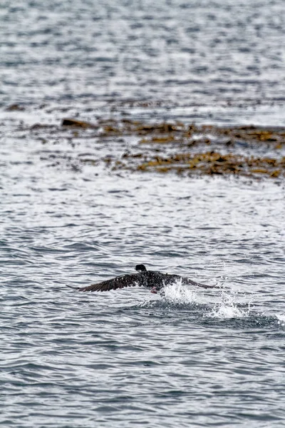 Cormorán Volando Canal Beagle Ushuaia Tierra Del Fuego Argentina Sudamérica —  Fotos de Stock