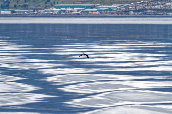 Cormorant Flying Beagle Channel Ushuaia Tierra Del Fuego Argentina South — Stock Photo, Image