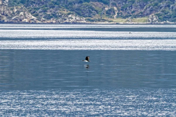 Cormorant Flying Beagle Channel Ushuaia Tierra Del Fuego Argentina South — Stock Photo, Image