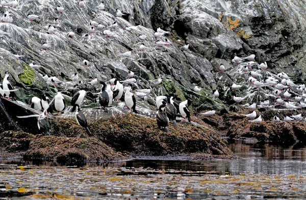 Αποικία Των Αυτοκρατορικών Κορμοράνων Leucocarbo Atriceps Στο Κανάλι Beagle Ushuaia — Φωτογραφία Αρχείου