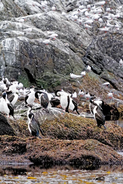 Αποικία Των Αυτοκρατορικών Κορμοράνων Leucocarbo Atriceps Στο Κανάλι Beagle Ushuaia — Φωτογραφία Αρχείου