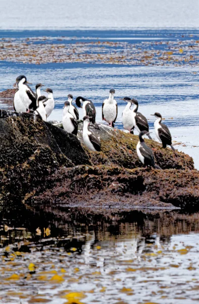 Kolonin Kejserliga Skarvar Leucocarbo Atriceps Beagle Channel Ushuaia Tierra Del — Stockfoto