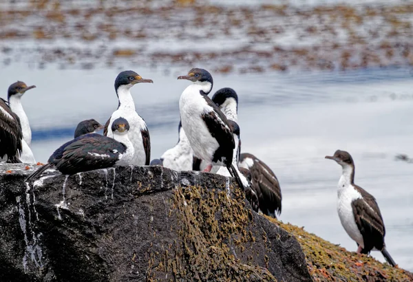 Colonia Cormoranes Imperiales Leucocarbo Atriceps Canal Beagle Ushuaia Tierra Del — Foto de Stock