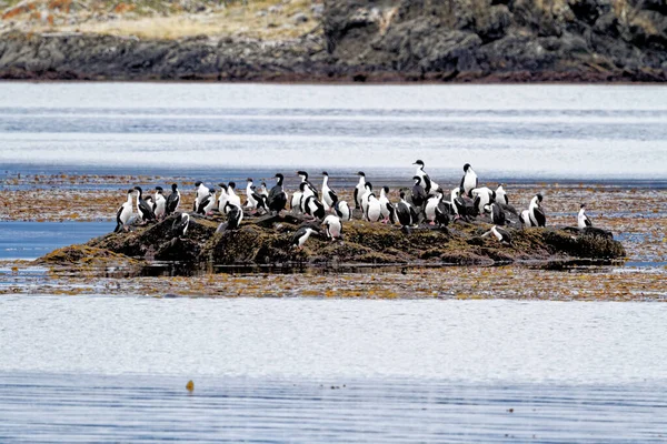 Colony Imperial Cormorants Leucocarbo Atriceps Beagle Channel Ushuaia Tierra Del — Stock fotografie