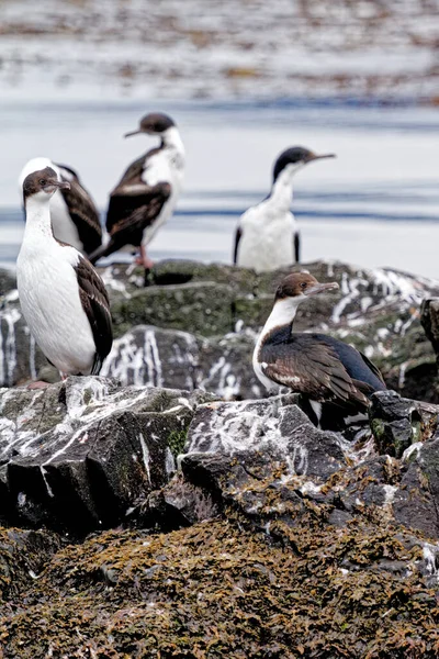 Colonia Cormorani Imperiali Leucocarbo Atriceps Nel Canale Beagle Ushuaia Terra — Foto Stock