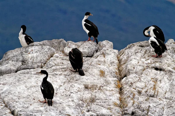 Colonia Cormoranes Imperiales Leucocarbo Atriceps Canal Beagle Ushuaia Tierra Del — Foto de Stock