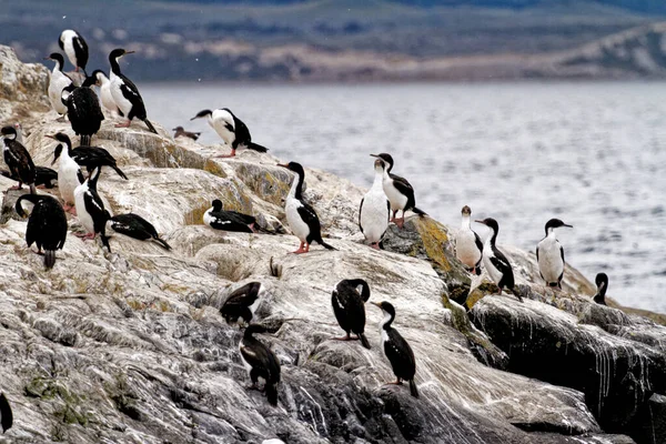 Kolonie Keizerlijke Aalscholvers Leucocarbo Atriceps Het Beagle Channel Ushuaia Tierra — Stockfoto