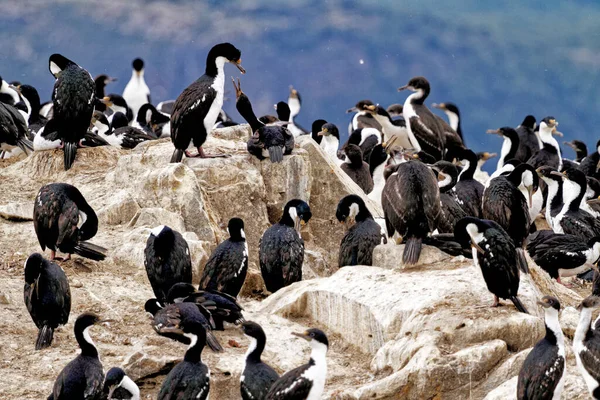 Colony Imperial Cormorants Leucocarbo Atriceps Beagle Channel Ushuaia Tierra Del — Stock fotografie