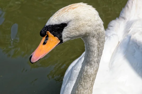 Swan River Kennet Reading Berkshire — стоковое фото