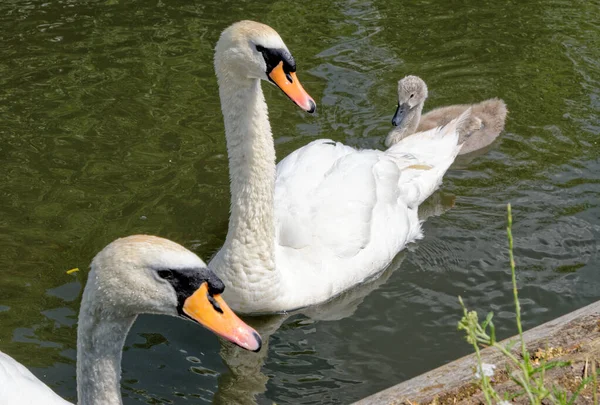 Swan River Kennet Reading Berkshire United Kingdom — Stock Photo, Image