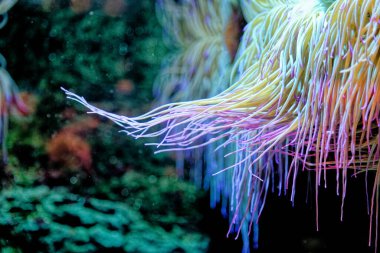 Cenova, Liguria, İtalya 'daki Cenova Akvaryumu' nda Snakelocks anemonu (Anemonia viridis)