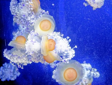 Cotylorhiza tuberculata - Cnidaria familyasından denizanası, Akdeniz denizanası, Akdeniz denizanası veya kızarmış yumurta denizanası olarak da bilinir. Akdeniz, Ege Denizi ve Adriyatik Denizi 'nde yaygın olarak bulunur..