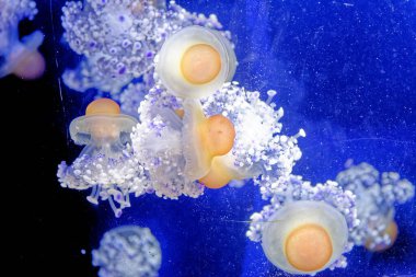 Cotylorhiza tuberculata - Cnidaria familyasından denizanası, Akdeniz denizanası, Akdeniz denizanası veya kızarmış yumurta denizanası olarak da bilinir. Akdeniz, Ege Denizi ve Adriyatik Denizi 'nde yaygın olarak bulunur..