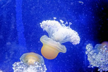 Cotylorhiza tuberculata - Cnidaria familyasından denizanası, Akdeniz denizanası, Akdeniz denizanası veya kızarmış yumurta denizanası olarak da bilinir. Akdeniz, Ege Denizi ve Adriyatik Denizi 'nde yaygın olarak bulunur..
